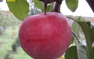 Nicoter / Нікотер