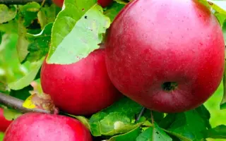 Перлина Києва