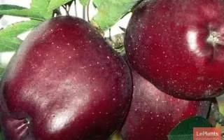 Rea Cadis / Реа Кадіс