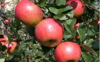 Red Topaz / Ред Топаз