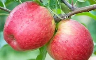 Rekarda / Рекарда