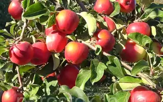 Recolor / Реколор