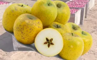 Ренет Кузнецова