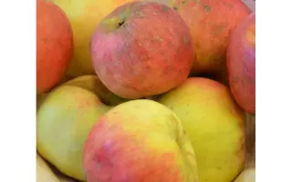 Renora / Ренора