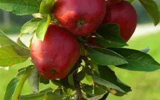 Richared Delicious / Річаред Делішес