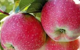 Rozela / Розела