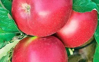 Рубиновое Дуки / Рубінове Дуки