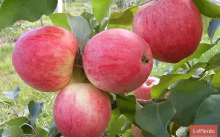 SunSpark / СанСпарк