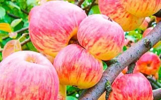 Світанок Млієва