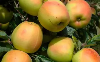 Скифское золото / Скіфське золото