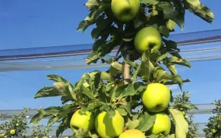 SMERALDA / СМЕРАЛЬДА