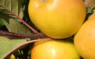 Solaris / Соларіс