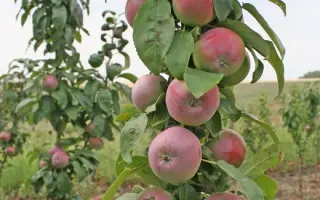 Теофілія