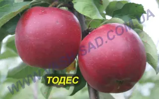 Тодес
