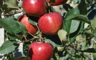 FUJION / ФУДЖІОН