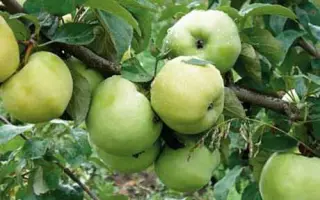 Антоновка обыкновенная / Антонівка звичайна