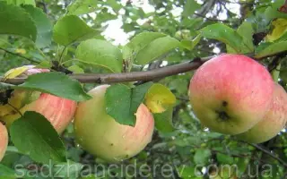 Быстрица / Бистриця