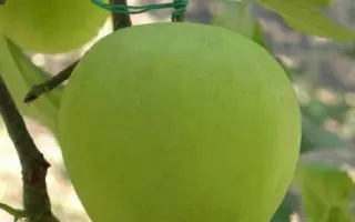 Gold spur / Голдcпур