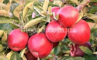 Jonathan / Джонатан