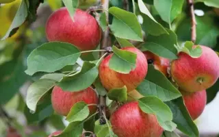 ЕМ-VII / ЄМ-VІІ