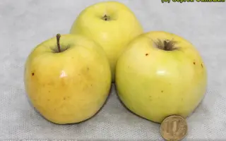 Зимнее лимонное / Зимове лимонне