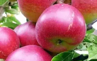 Зоря Подилля / Зоря Поділля