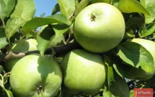 Кальвиль донецкий / Кальвіль донецький