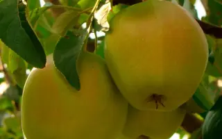 Кальвиль снежный / Кальвіль сніговий