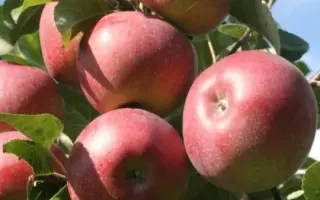 Каразынское / Каразинське