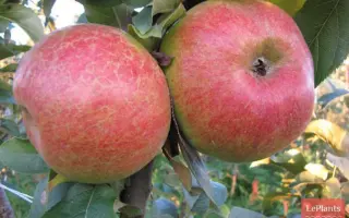 Краснокутское сладкое / Краснокутське солодке