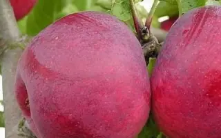 Мекинтош / Мекінтош