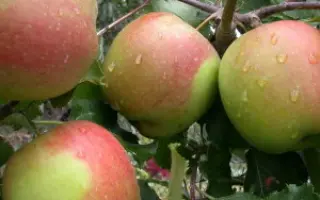 Млеевское летнее / Мліївське літнє