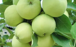 Папировка / Папіровка