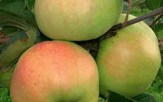 Пепинка золотистая / Пепінка золотиста