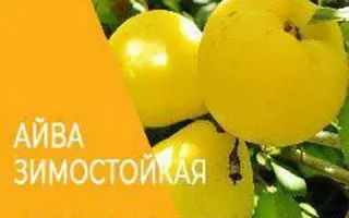 Академічна