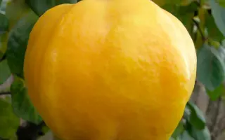 Дарунок внуку / Дарунок онуку