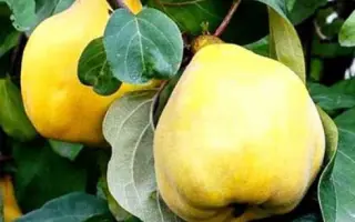 Марія /17-5/ / Марія