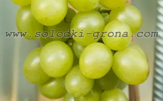 Альбіна