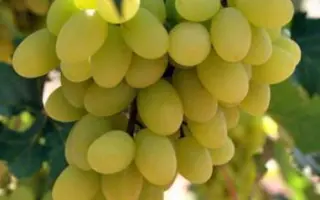 ARRATHIRTY / АРРАСЬОРТІ