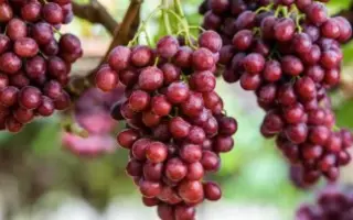 ARRATWENTYNINE / АРРАТВЕНТІНАЙН