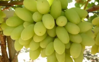 ARRAFIFTEEN / АРРАФІФТІН