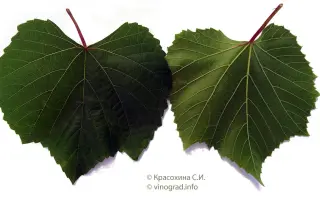 Берландієрі x Рипарія СО4