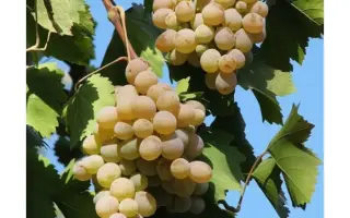 Бианка / Біанка