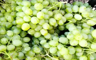 Білоцерківський