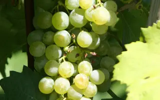 Gruner Veltliner / Грюнер Вальтлінер