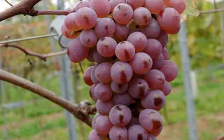 Днестровский розовый / Дністровський рожевий