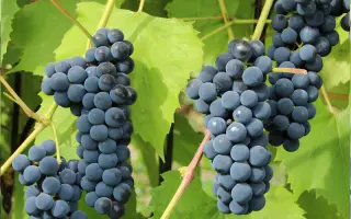 Isabella / Ізабелла