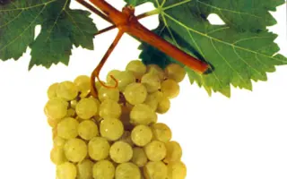 Іршаї Олівер