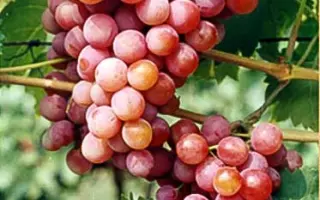 Кардишах таїровський