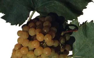 Киевский золотистый / Київський золотистий